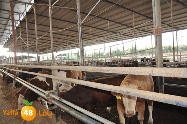 3ojojl shamal (3).JPG